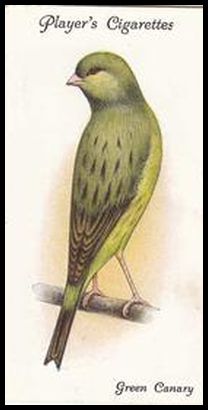 8 Green Canary (Self Yellow Green Border Fancy)
